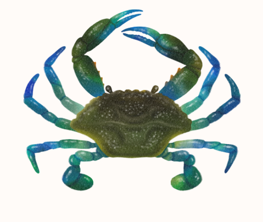 Up the Creek Vintage Picks